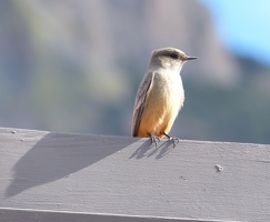 Say's Phoebe